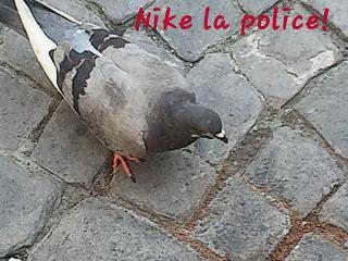 http://ziparo.cowblog.fr/images/Pigeon.jpg